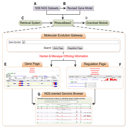 Molecular Evolution